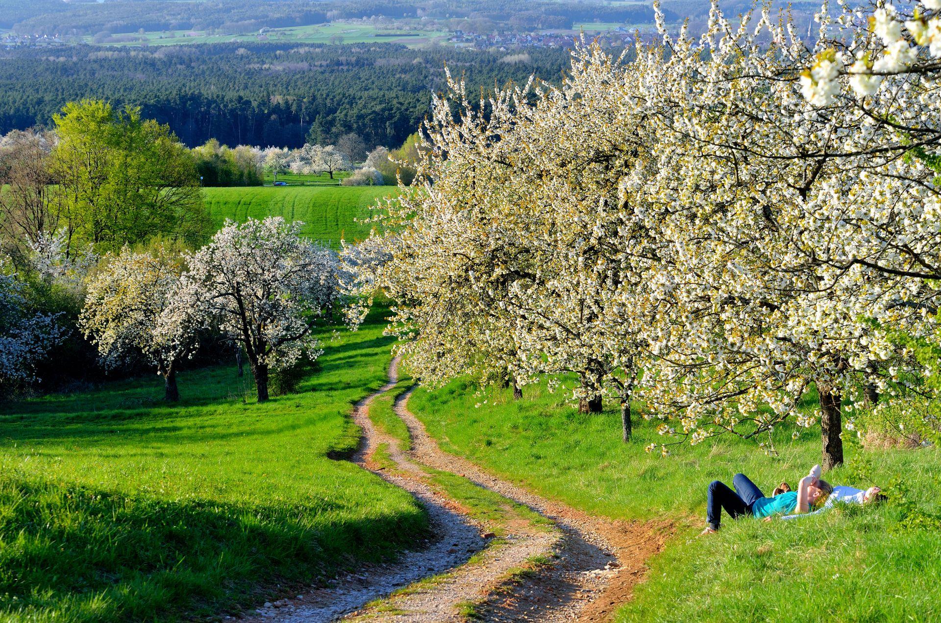 Weg zwischen bluehenden Obstbaeumen in der Fraenkischen Schweiz mit Menschen beim Entspannen auf der Wiese, Symbol fuer Achtsamkeit und Erholung
